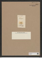 Coscinodiscus lineatus Ehrh. (de-Toni-Nr.: Genus 202, Species 4900) Zeichnungen Sammlung Grunow Nr. 8661 (NHMW-BOT-W0378067)